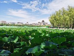 -莲花池公园
