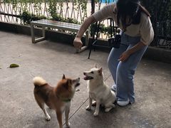 -柴犬高等学院·狗咖·柴犬售卖·宠物训练