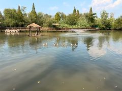 -溱湖国家湿地公园