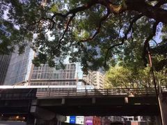 -九龙公园