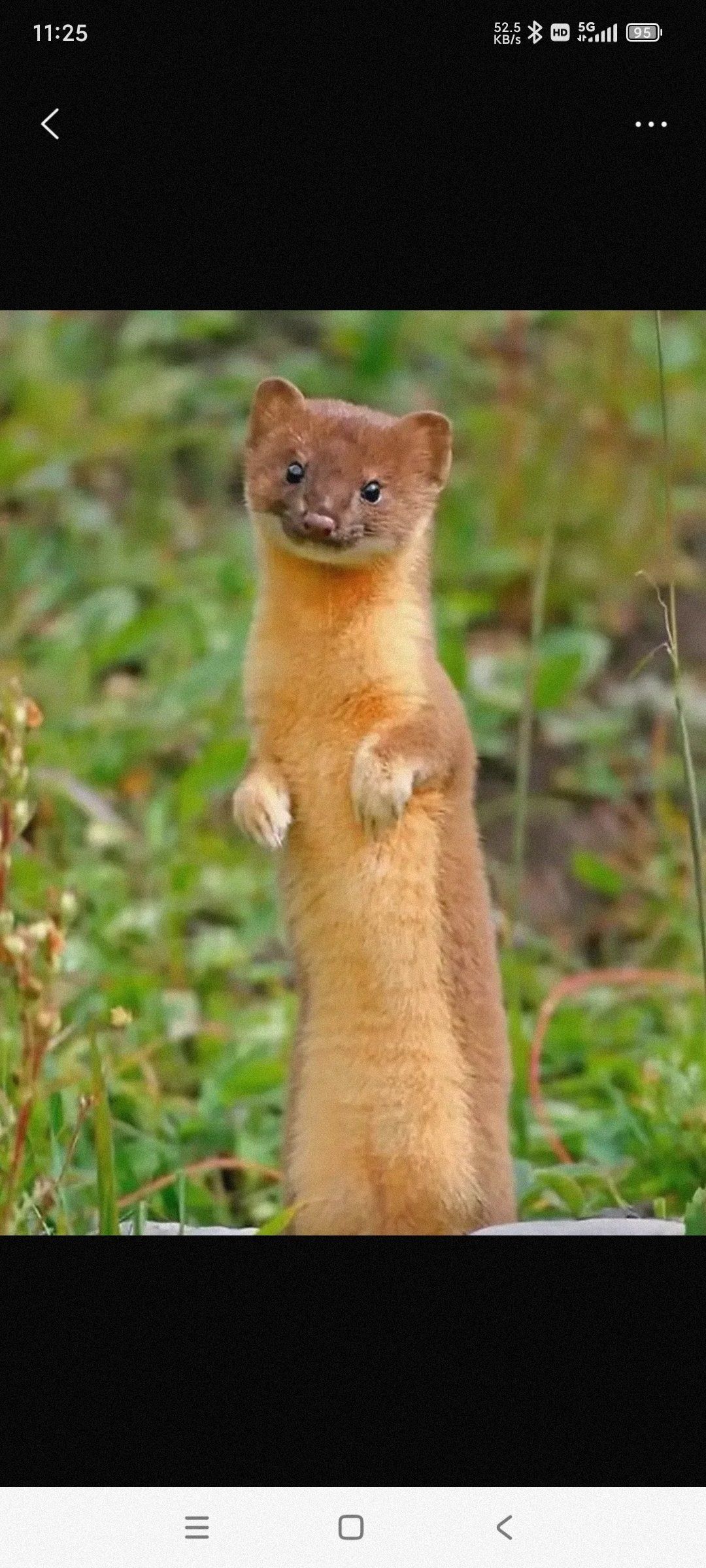 这么宠萌的黄大仙,你见过吗?