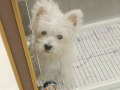 -翊宠yipet猫狗购宠庄园