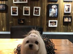 -百好乐宠物友好餐厅(朝外大街店)