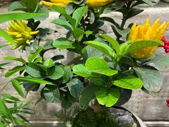 -双季花艺园艺市场(浦东店)