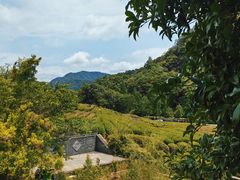 -龙坞茶村