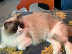 -平行世界·猫咖(首经贸店)