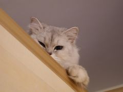 -喜多萌中农锦绣动物医院24H·猫科·牙科MRI·CT