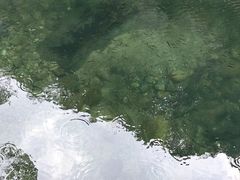 -祁门牯牛降观音堂风景区