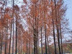 -牛岗山公园
