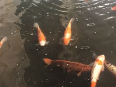 -杭州千岛湖皇冠假日酒店大堂吧