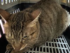 -安安宠医宠物医院·异宠·犬猫内科(岳阳分院)