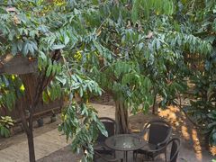 -DOI CHAANG Caffè Maesuai