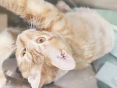 -艾吉宠物医院·疑难杂症转诊中心·猫友好(碧江路院)
