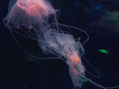 -芜湖新华联大白鲸海洋公园