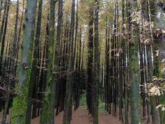 -山王坪喀斯特国家生态公园