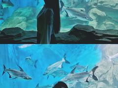 -石家庄海洋公园
