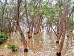 -宝安西湾红树林湿地公园