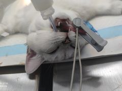 -关爱宠物医院·猫科中心·消化科(滨湖万达分院)