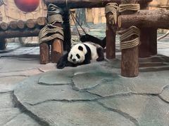 -泉州海丝野生动物世界