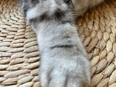 -Catmate·猫肥家润(金润铂宫店)