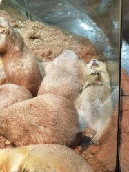 -Zoolung Zoolung动物主题公园(海信广场店)