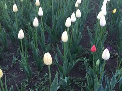 -长春公园(普阳街道)