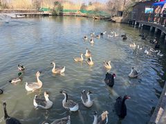 -溱湖国家湿地公园