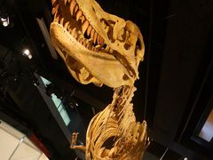 -墨尔本博物馆(Melbourne Museum)