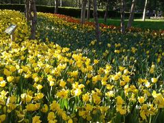 郁金香-长春公园(普阳街道)