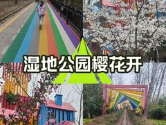 -合肥滨湖国家森林公园