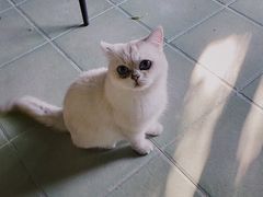 -喵屿·大理花园猫咖