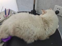 -四月宠物医院·猫专科·心脏专科·内科(转塘店)