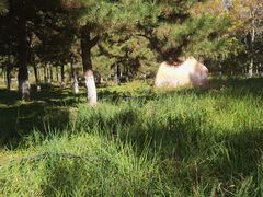 -大兴滨河森林公园