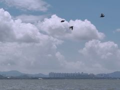 -深圳湾公园(南山区)