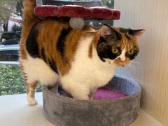 -Pets First伊珊娜洗护·精致美容·家庭式寄养(新会路店)