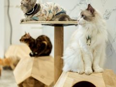 -楼上猫咖(罗湖店)