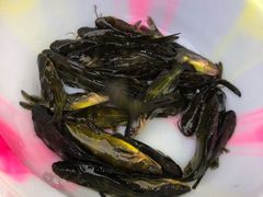 -彭大姐老店黄辣丁(新津店)