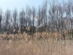 -宜兴龙背山森林公园