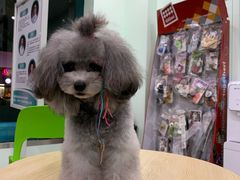 -佳雯宠物医院(金华南路分院)