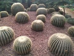 -呀路古热带植物园