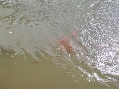 -庞各庄翠芳园西瓜蔬菜基地采摘园