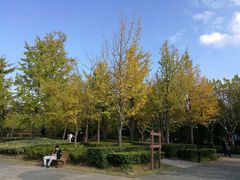 -新江湾城公园