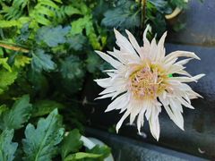 -东南花都花博园