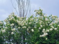 -大龙山(地铁站)