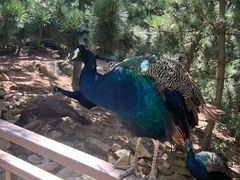 -西霞口神雕山野生动物世界