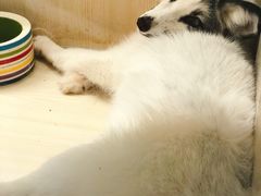 -藦茜花园宠物主题亲子互动体验馆(国顺东路店)