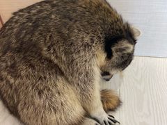 -浣熊柯尔鸭土拨鼠·电玩咖