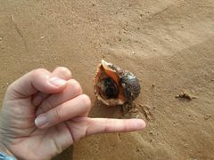 -青岛银沙滩温德姆至尊酒店