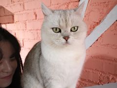 -喵屿·大理花园猫咖