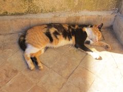 -穆莱拉赫制革厂